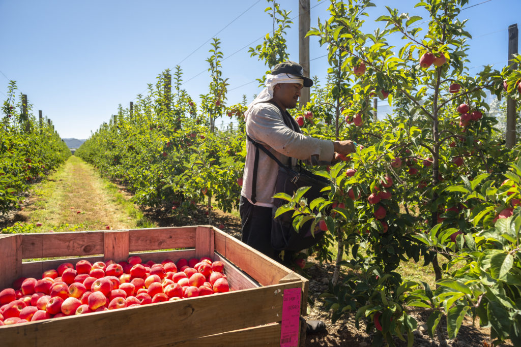 Man picking apples in orchard in Nelson Tasman