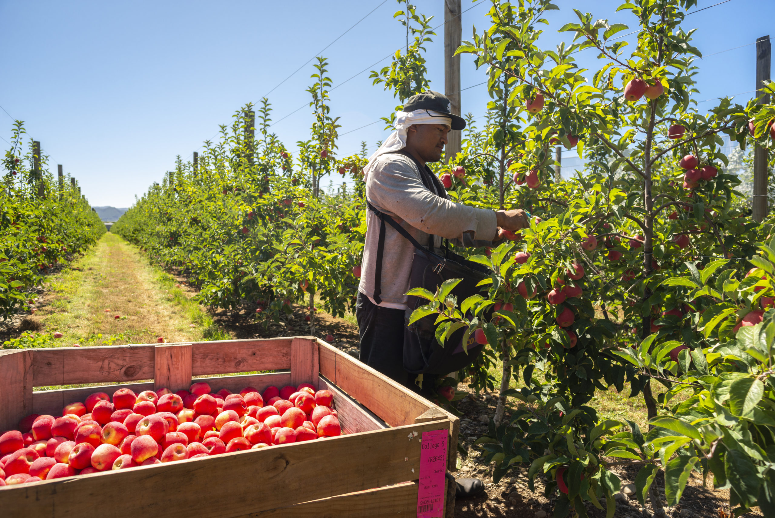 Apple Picking 2 Print Res, taken by Oliver Weber, credit www.nelsontasman.nz