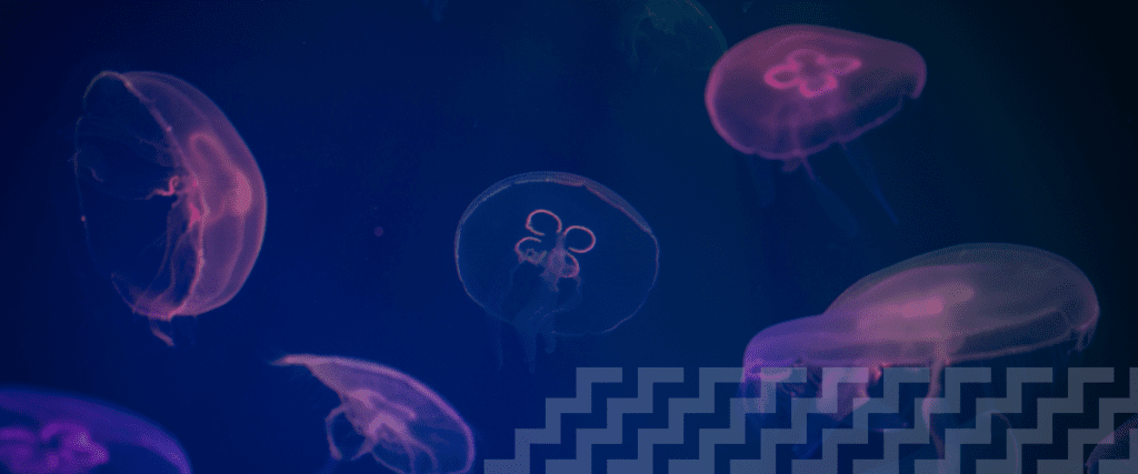 Jelly fish banner